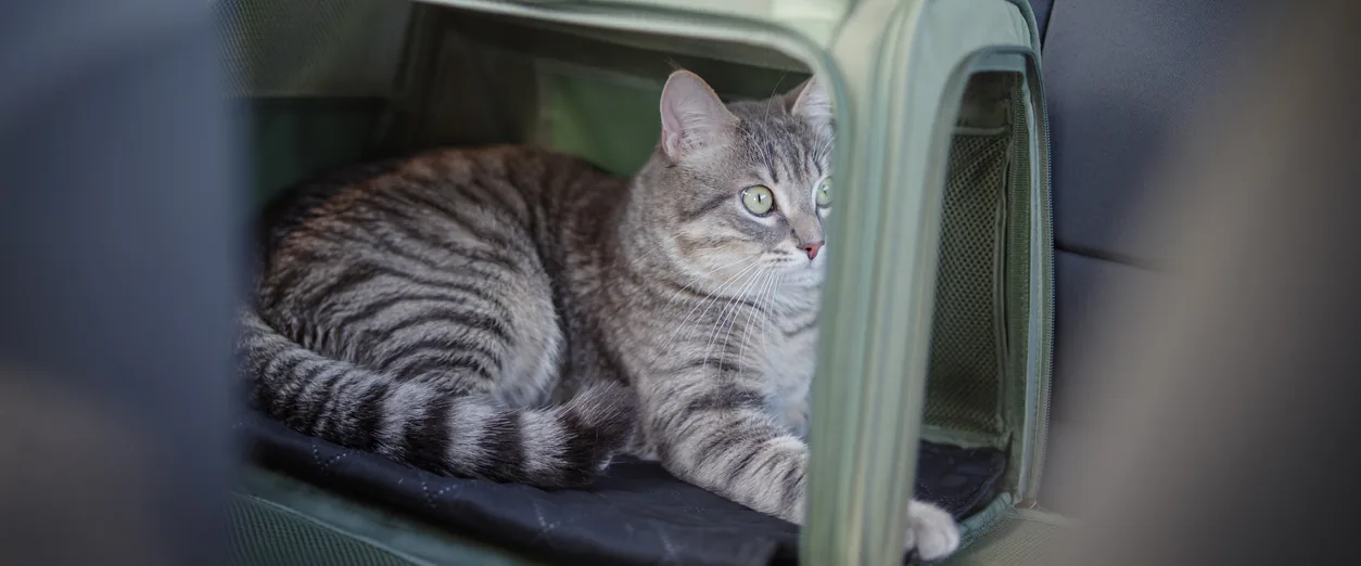 Gato atigrado dentro de un transportín verde sobre el asiento de un coche